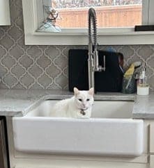 a white cat sitting in a kitchen sink.