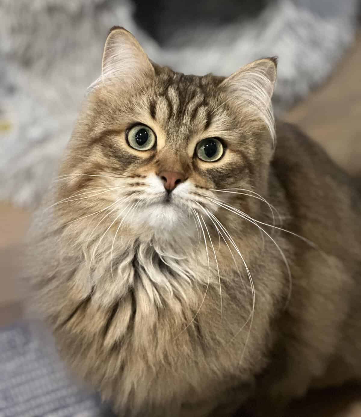 Archie a Siberian cat in Overland Park, KS.