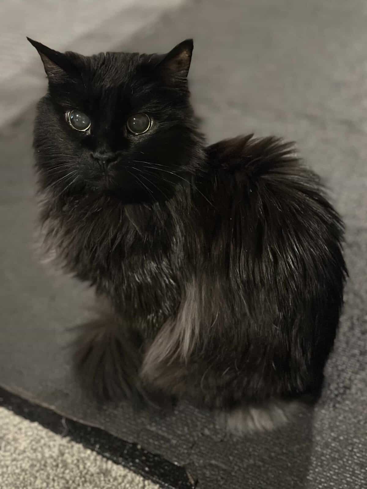 sabrina a black olathe cat.