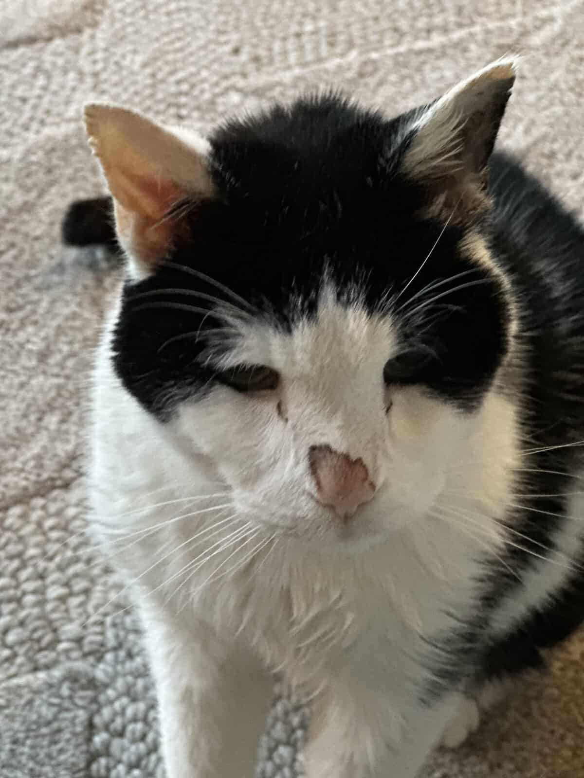 Sugar the black and white cat in Leawood, KS.