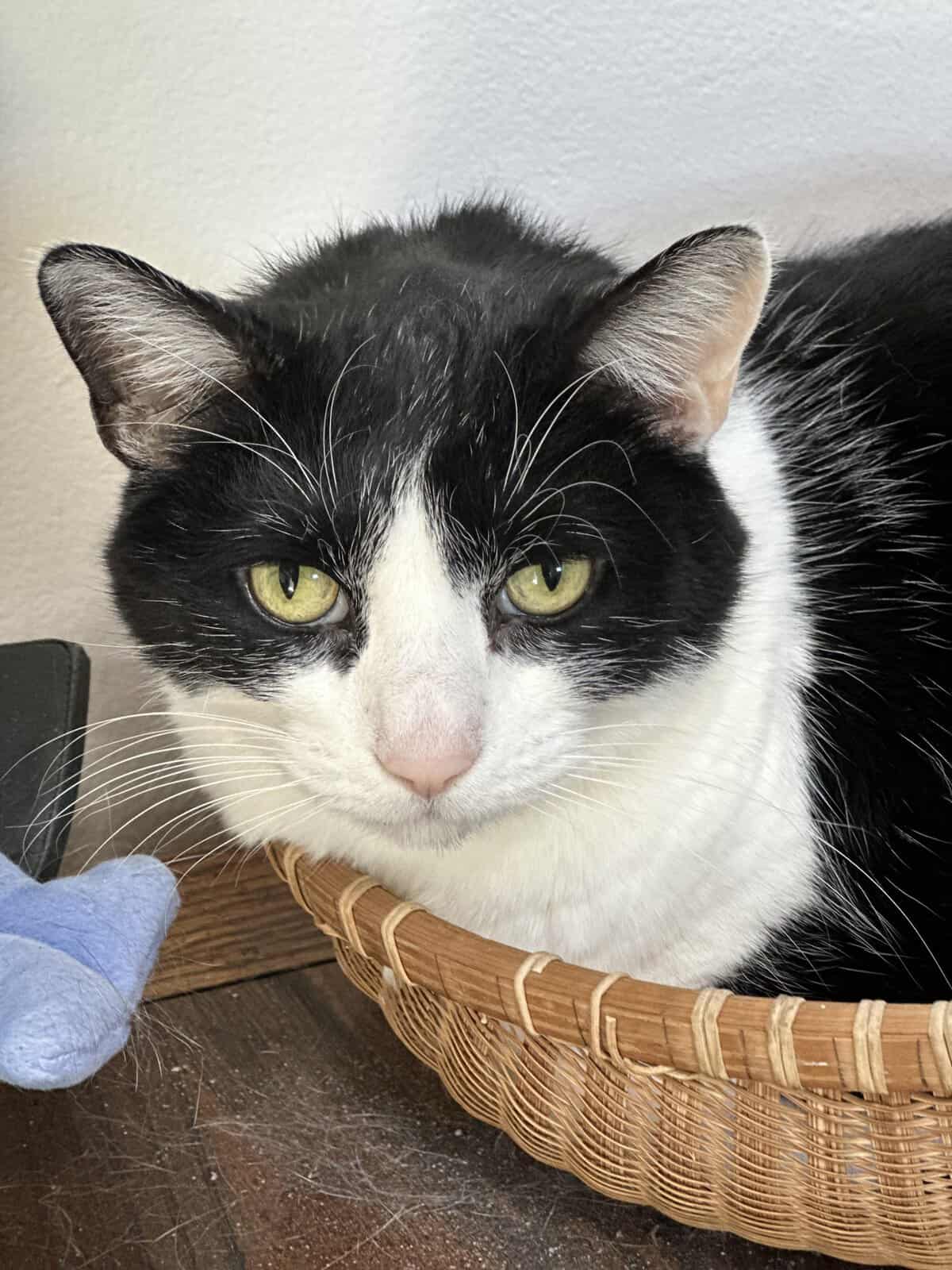 Willy a black and white cat in Prairie Village, KS.