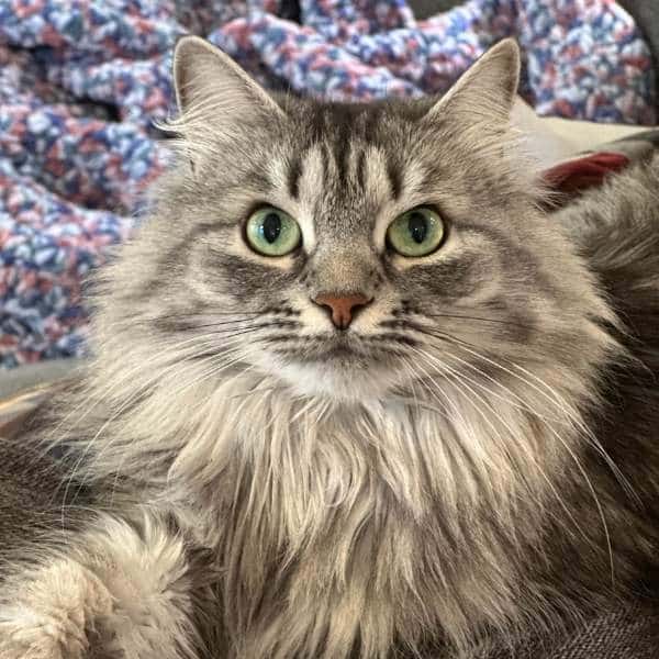 longhaired cat.
