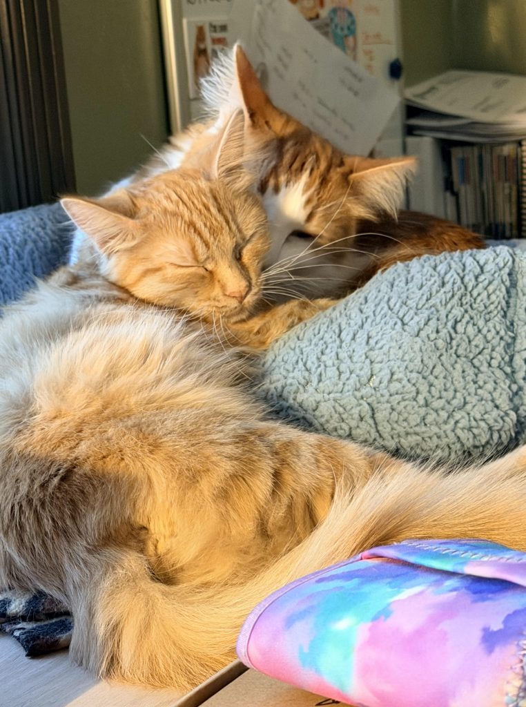 two orange cats loving on each other in kansas city missouri.

