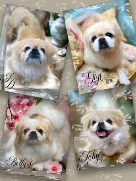 Four cute Pomeranians with personalized name tags and floral backgrounds.